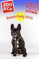 Beach-Party Zoo & Co.