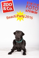 Beach-Party Zoo & Co.