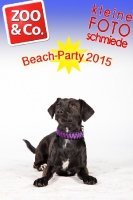 BeachParty_Zoo_Co_2015_07-211