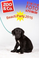 BeachParty_Zoo_Co_2015_07-283