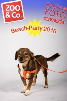 Beach-Party Zoo & Co 2016