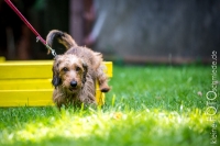 Sommerfest beim Dackelclub Kaiserslautern