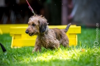 Sommerfest beim Dackelclub Kaiserslautern