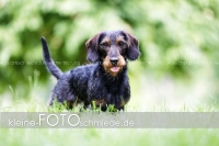 Rogenwieser_2018_07_058