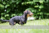 Rogenwieser_2018_07_082