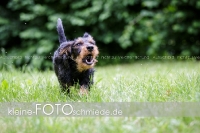 Rogenwieser_2018_07_093